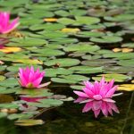 爱情电影aqday网:探索最动人的爱情故事与经典影片推荐 7de5wcpz6r